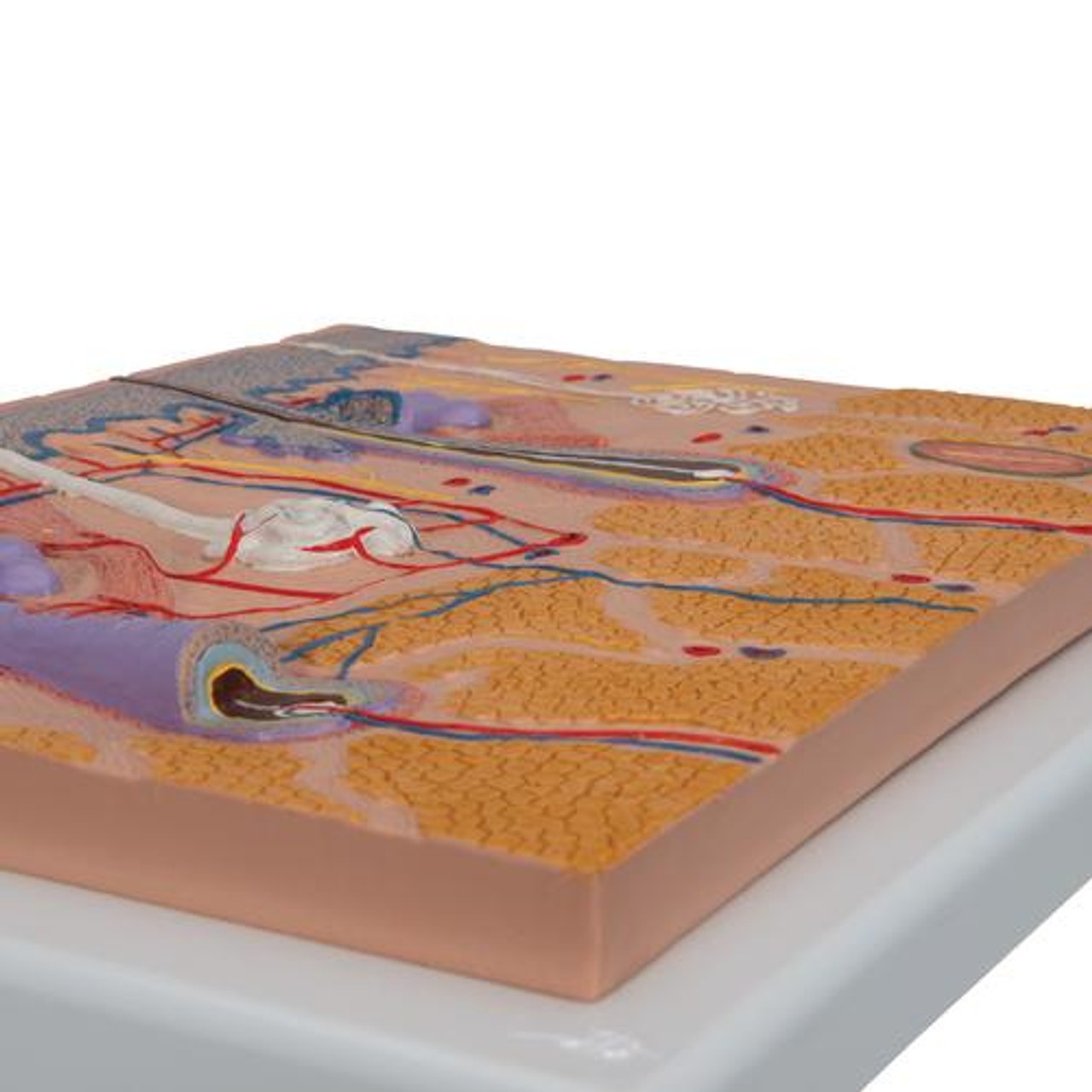 Human Skin Section Relief Model