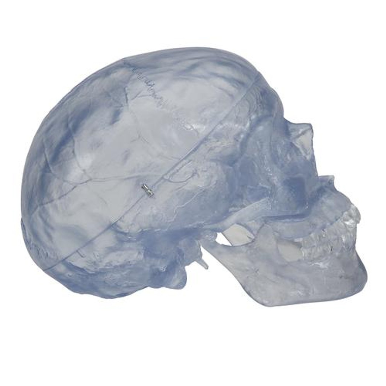 Transparent Classic Human Skull Anatomy Model 3 Parts