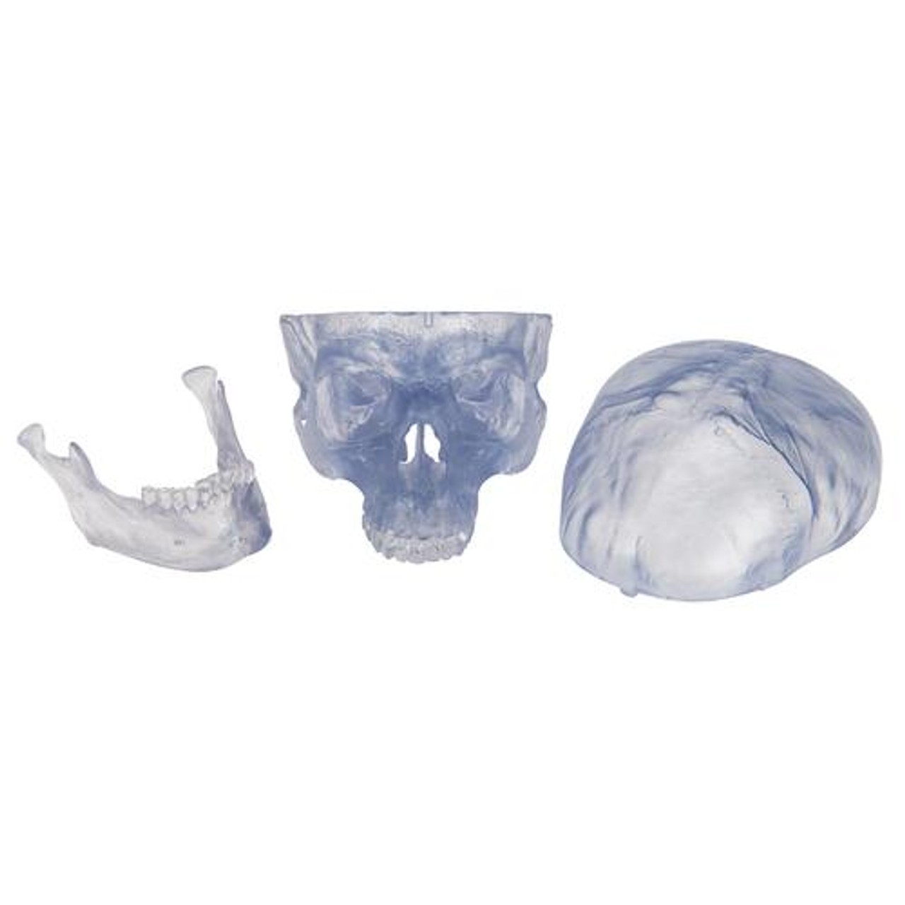 Transparent Classic Human Skull Anatomy Model 3 Parts