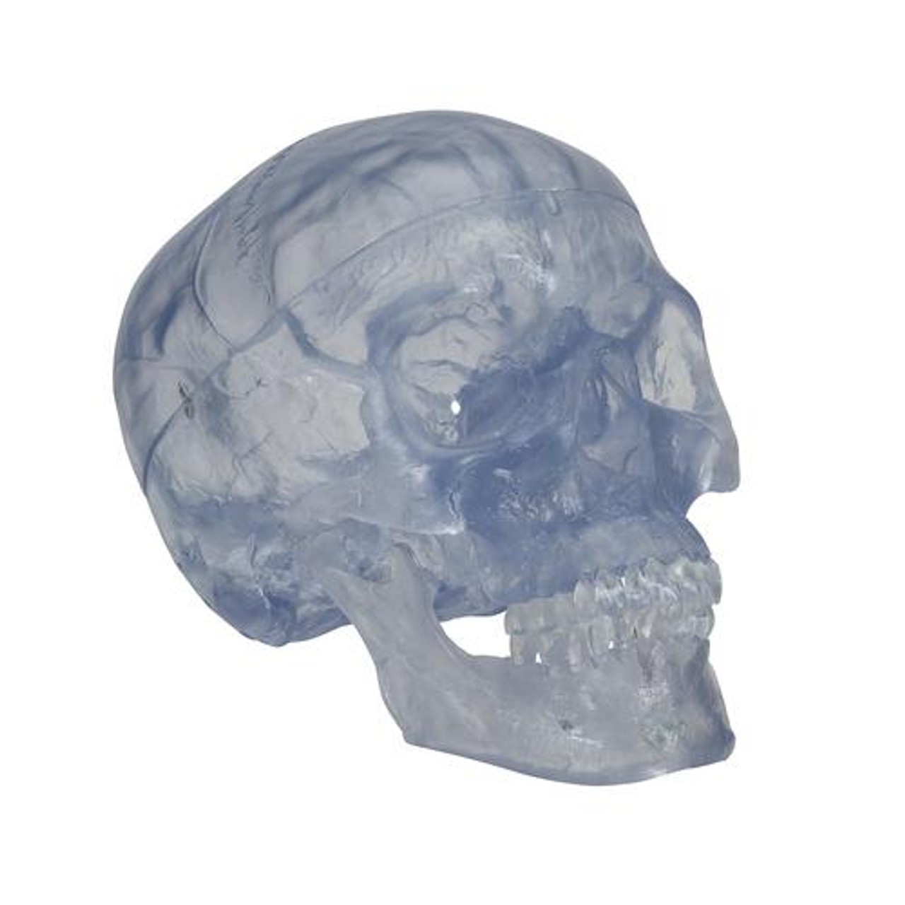 Transparent Classic Human Skull Anatomy Model 3 Parts
