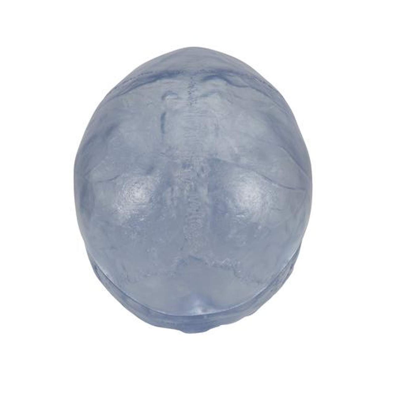 Transparent Classic Human Skull Anatomy Model 3 Parts