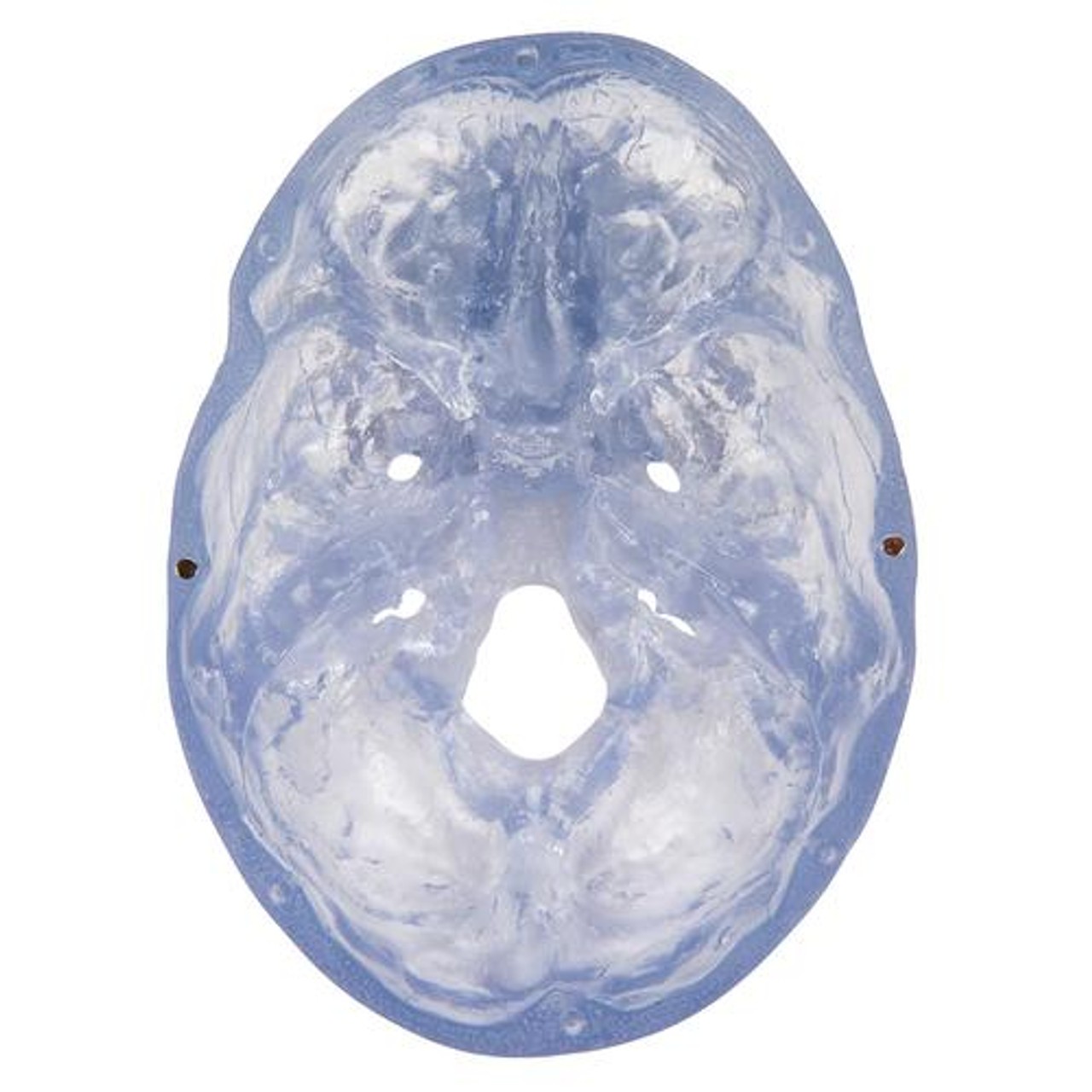 Transparent Classic Human Skull Anatomy Model 3 Parts