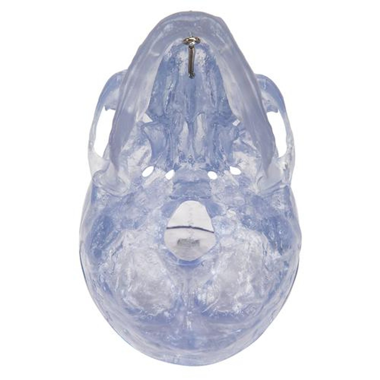 Transparent Classic Human Skull Anatomy Model 3 Parts