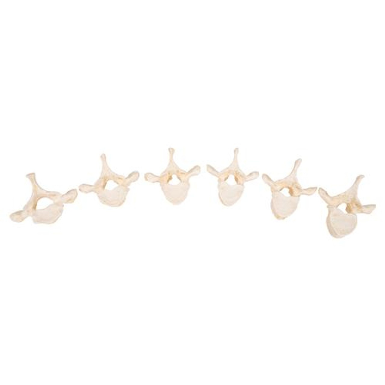 Human Vertebrae Anatomy Model Set