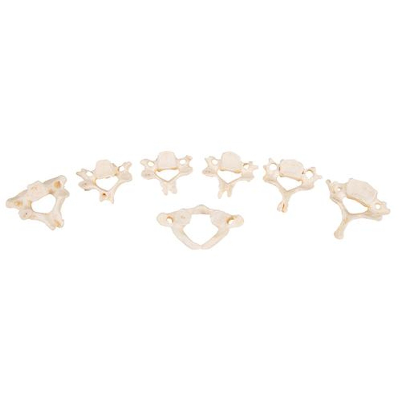 Human Vertebrae Anatomy Model Set