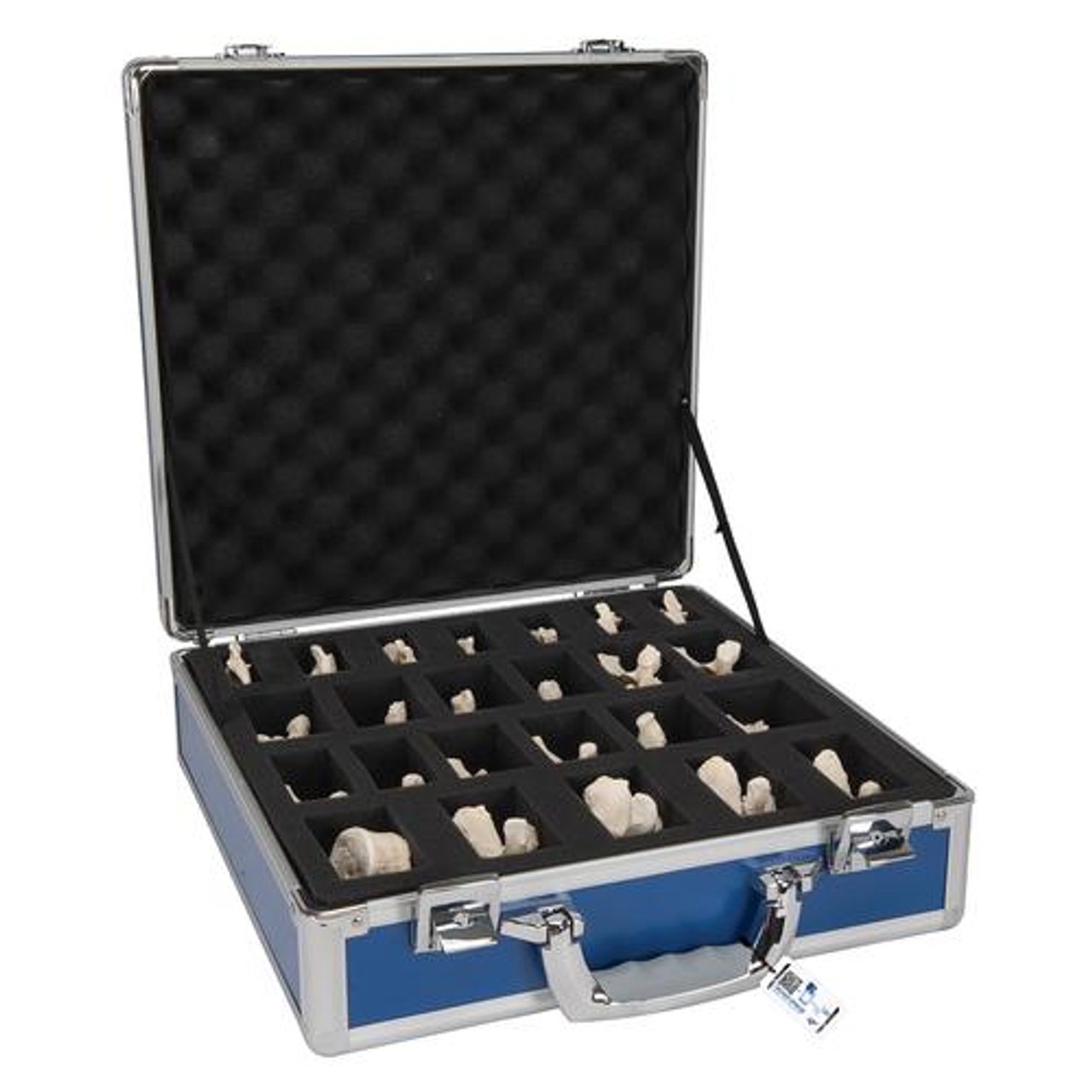 Human Vertebrae Anatomy Model Set