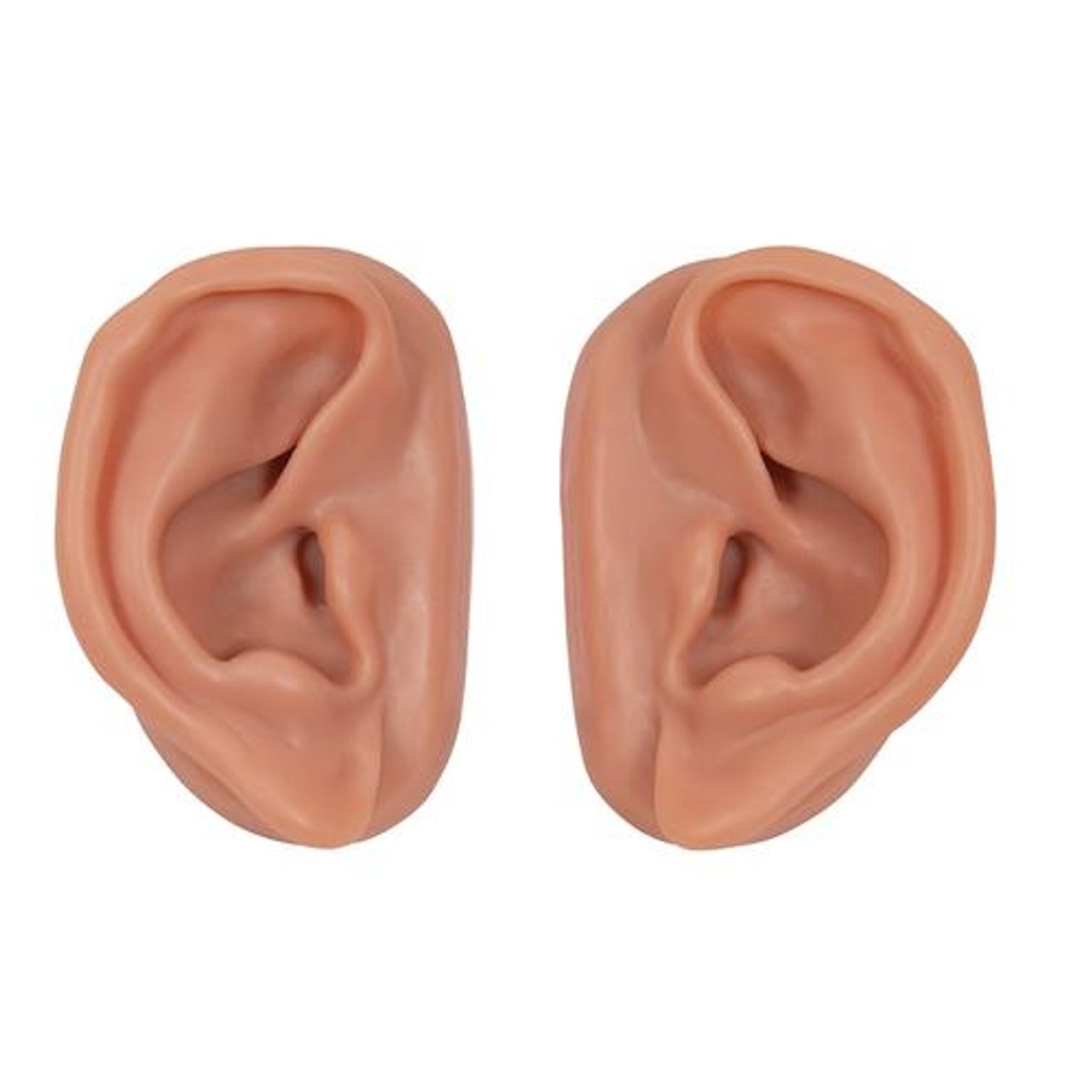 Acupuncture Ear Anatomy Model - Set of 10