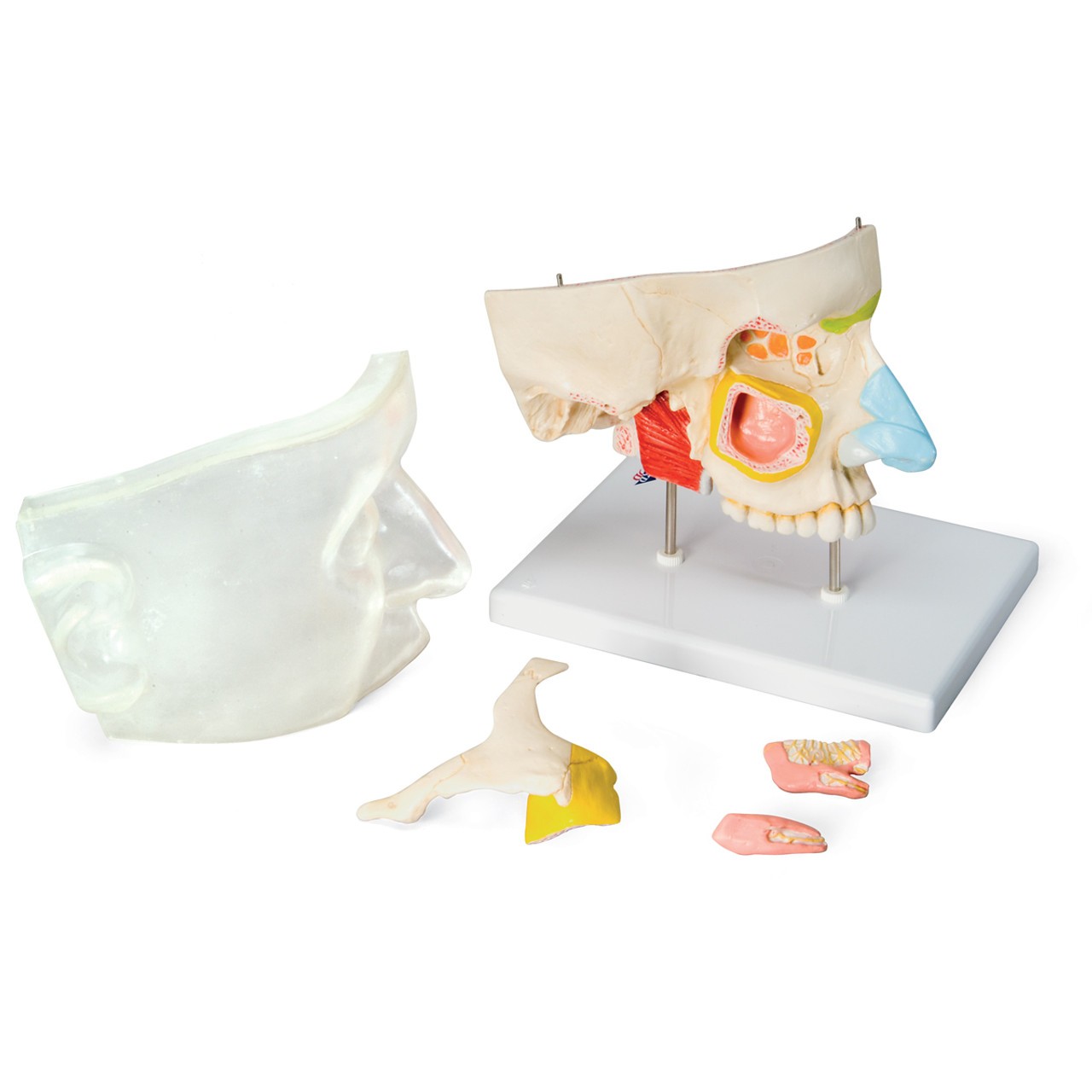 Nose Anatomy Model With Paranasal Sinuses