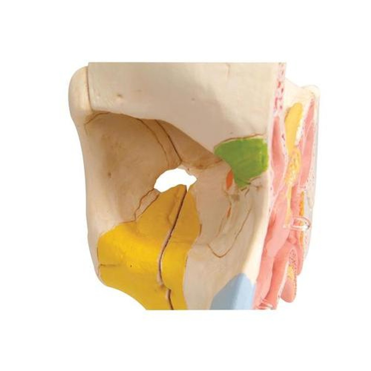Nose Anatomy Model With Paranasal Sinuses
