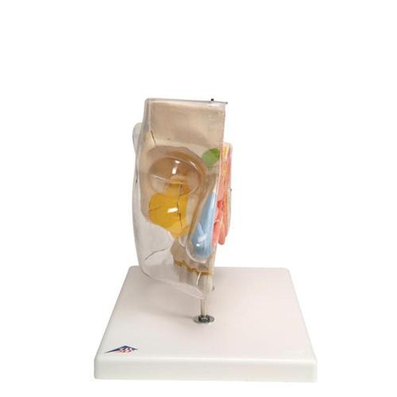 Nose Anatomy Model With Paranasal Sinuses