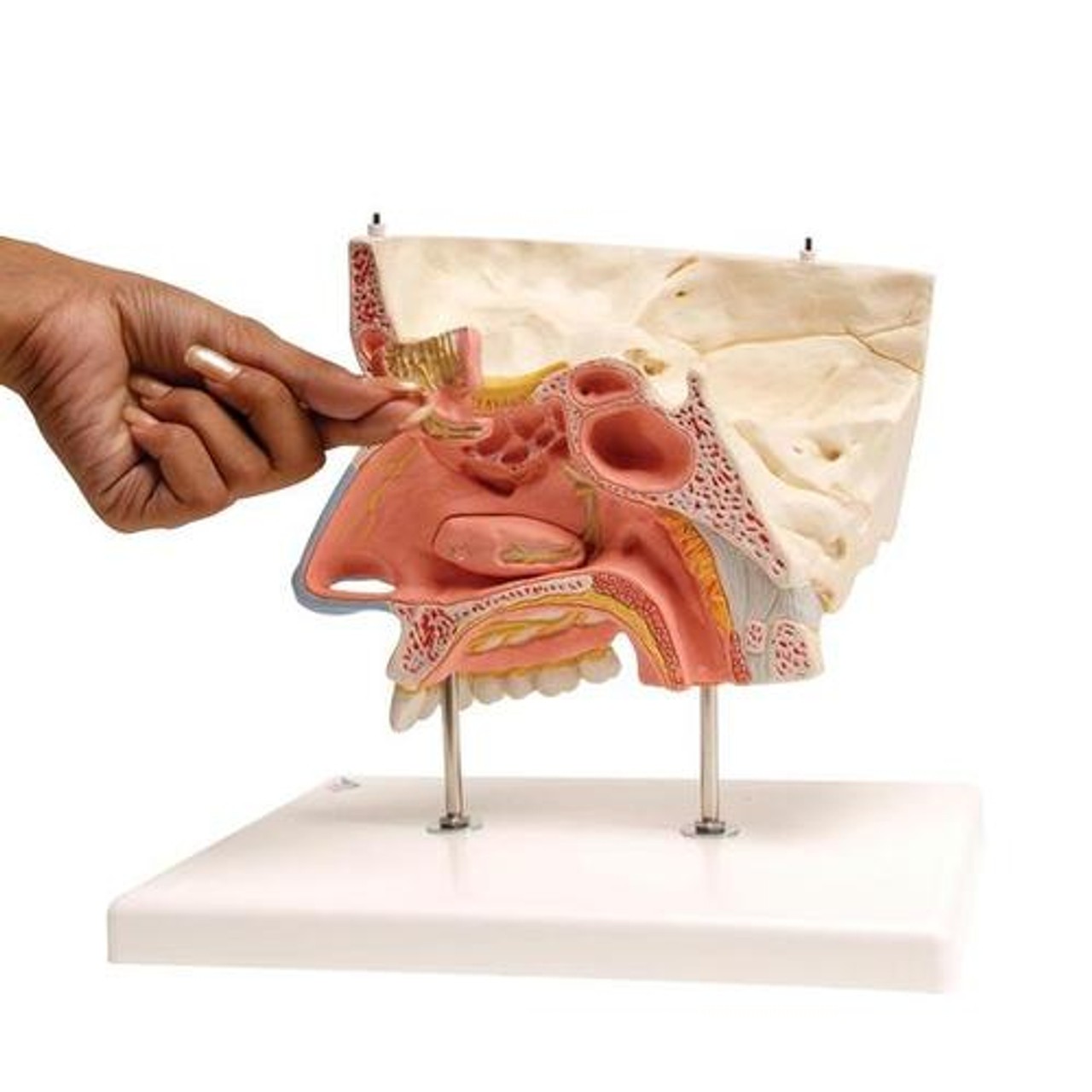 Nose Anatomy Model With Paranasal Sinuses