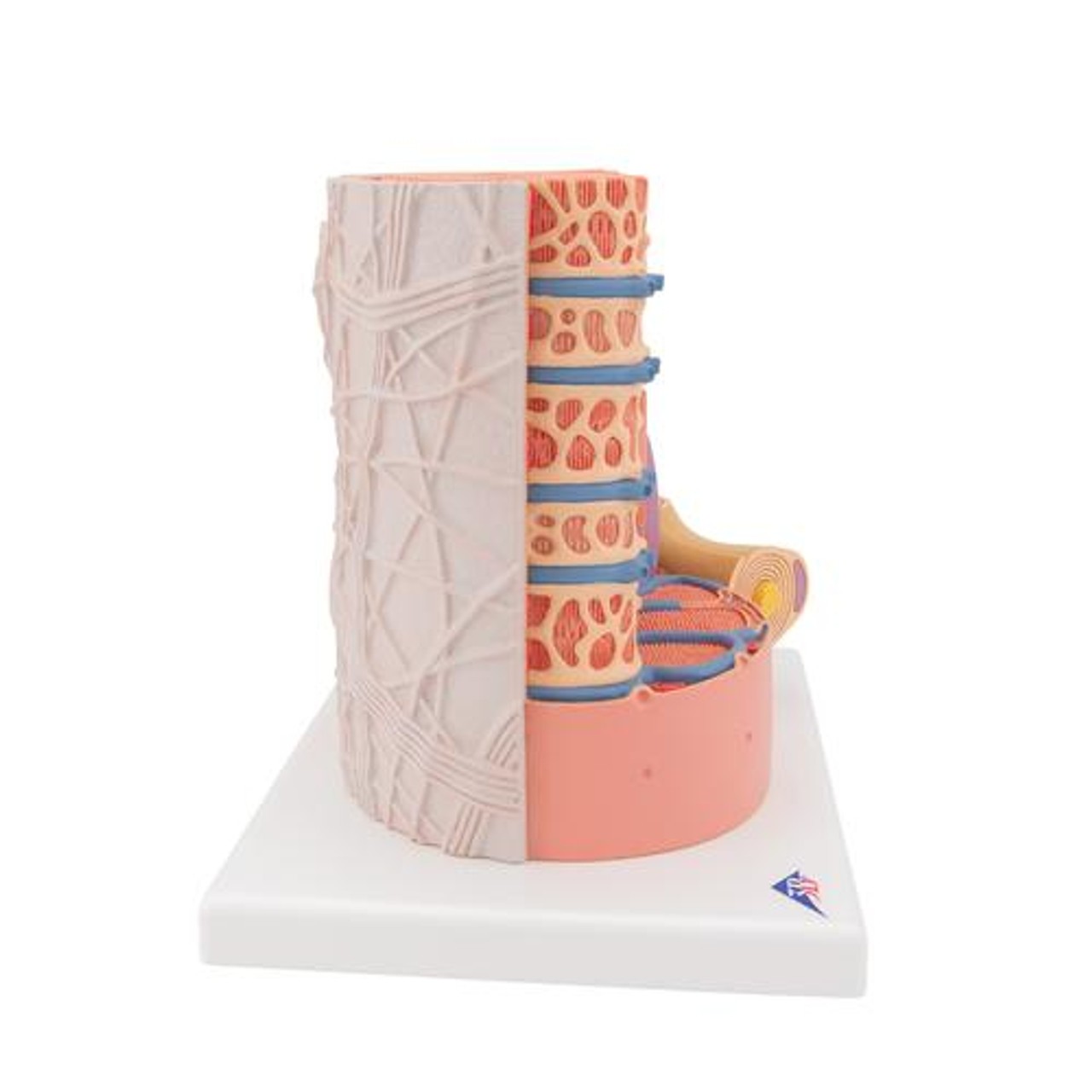 Human Muscle Micro Anatomy Model - Right Side View