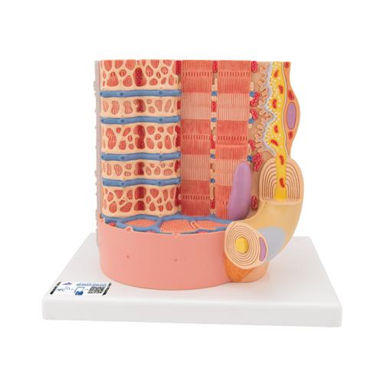 Human Muscle Micro Anatomy Model