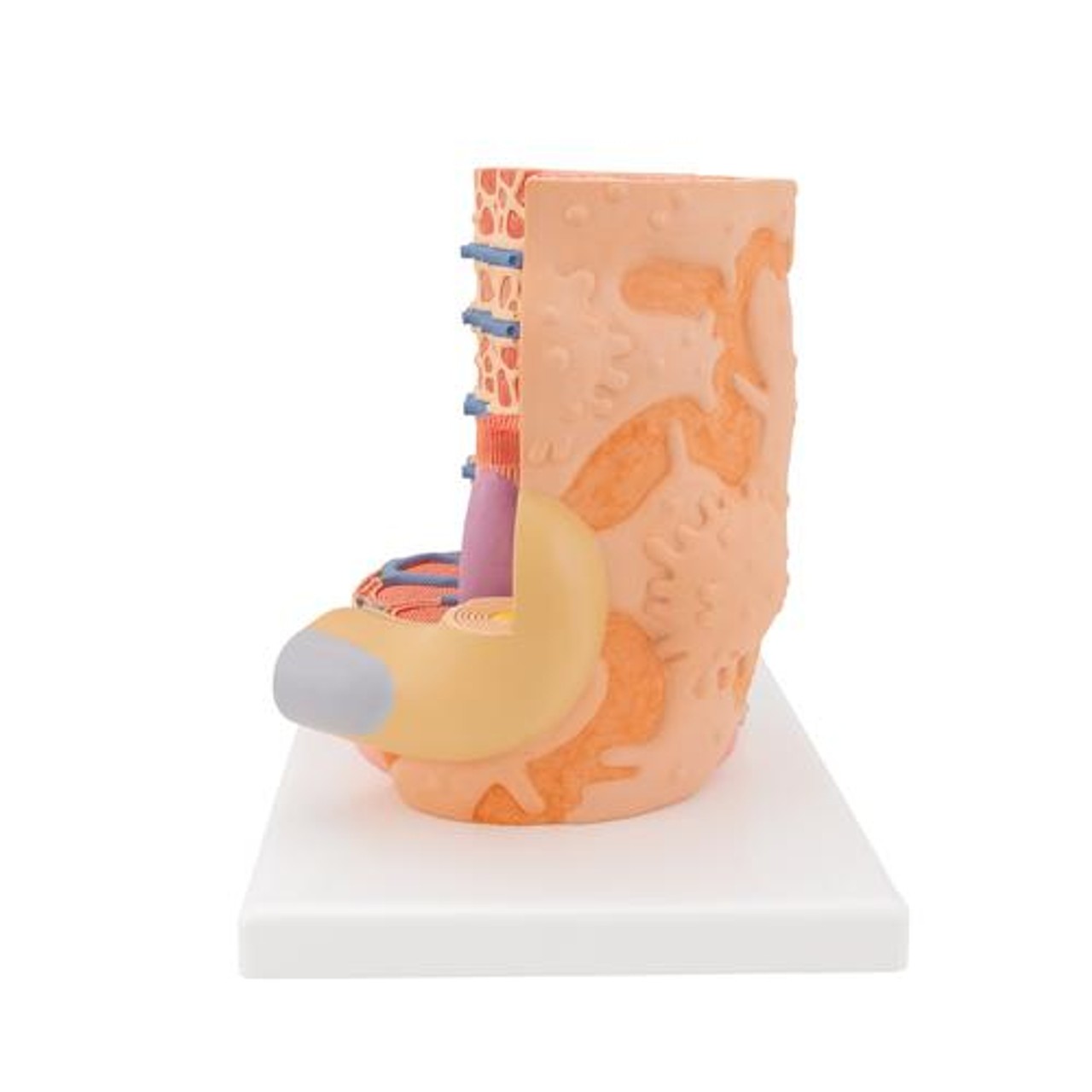Human Muscle Micro Anatomy Model - Left Side View