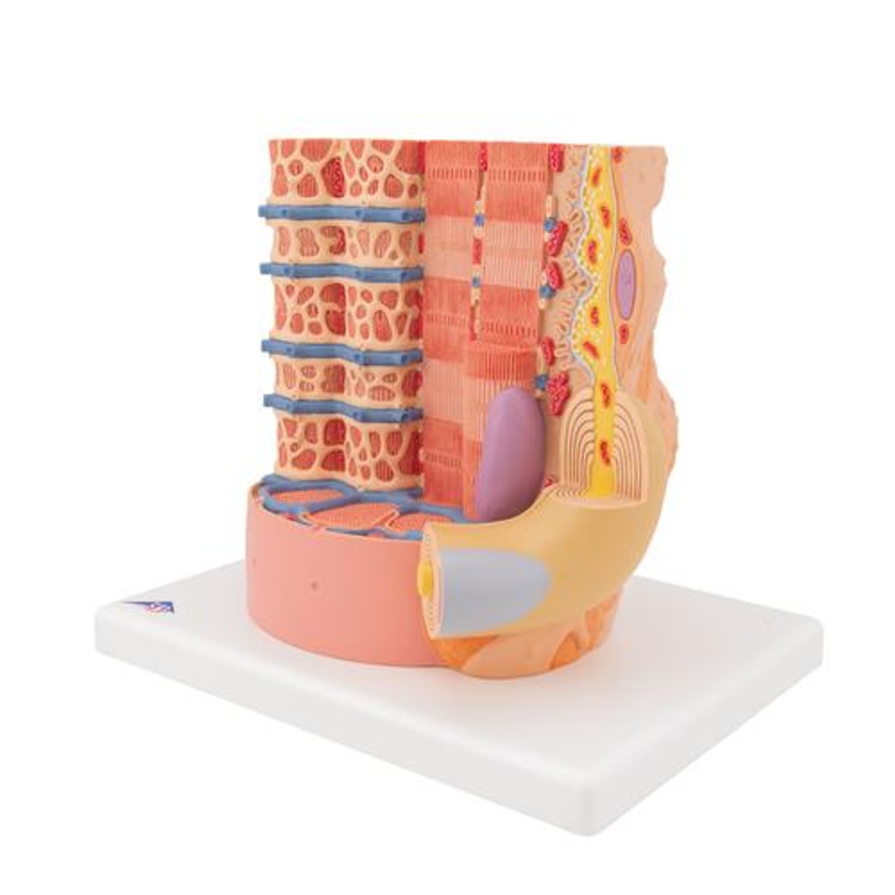 Human Muscle Micro Anatomy Model - Left Side View