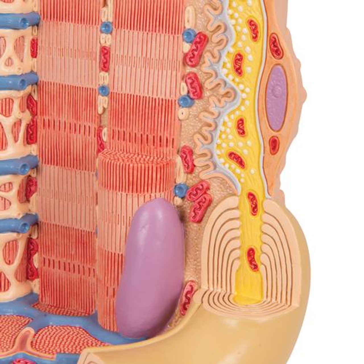 Human Muscle Micro Anatomy Model - Detailed View