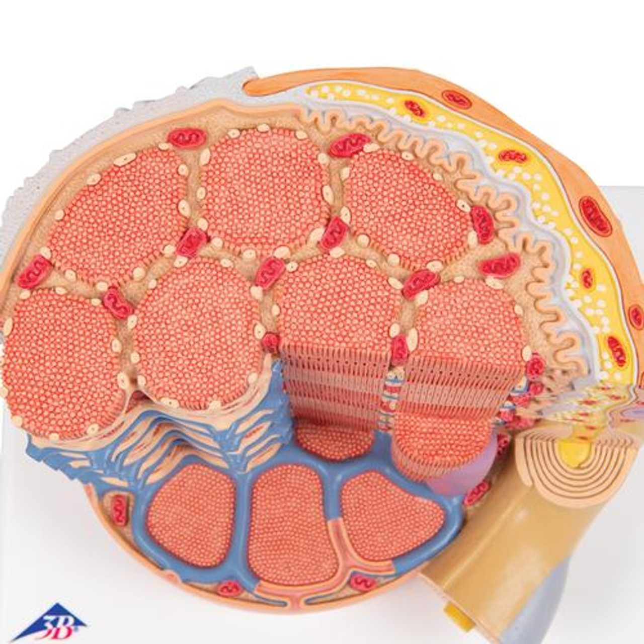 Human Muscle Micro Anatomy Model - Detailed View