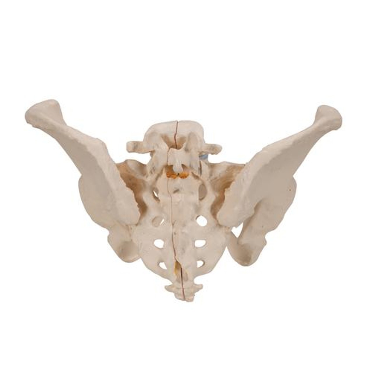 Life-Size Female Pelvis Anatomy Model 3 Parts