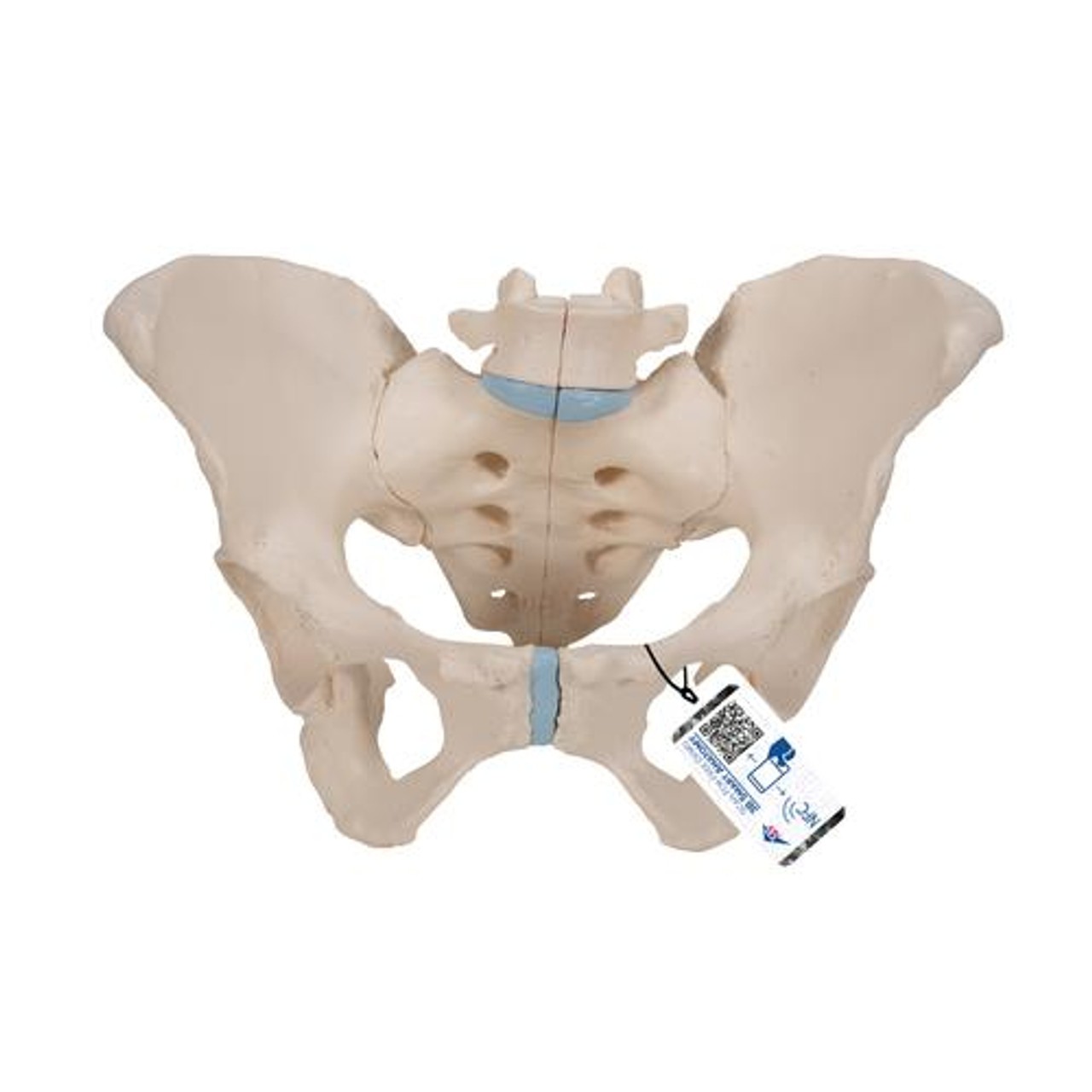 Life-Size Female Pelvis Anatomy Model 3 Parts