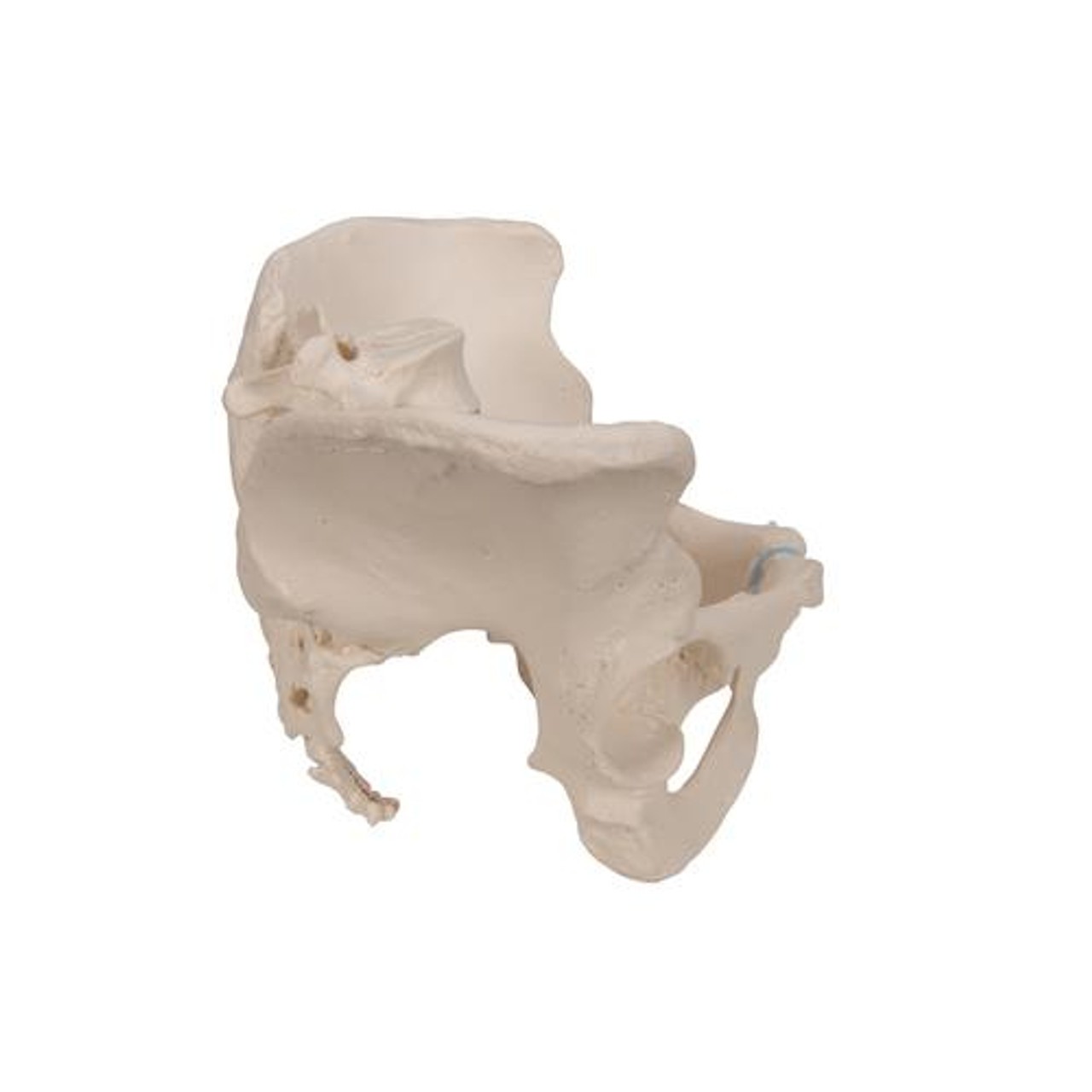 Life-Size Female Pelvis Anatomy Model 3 Parts