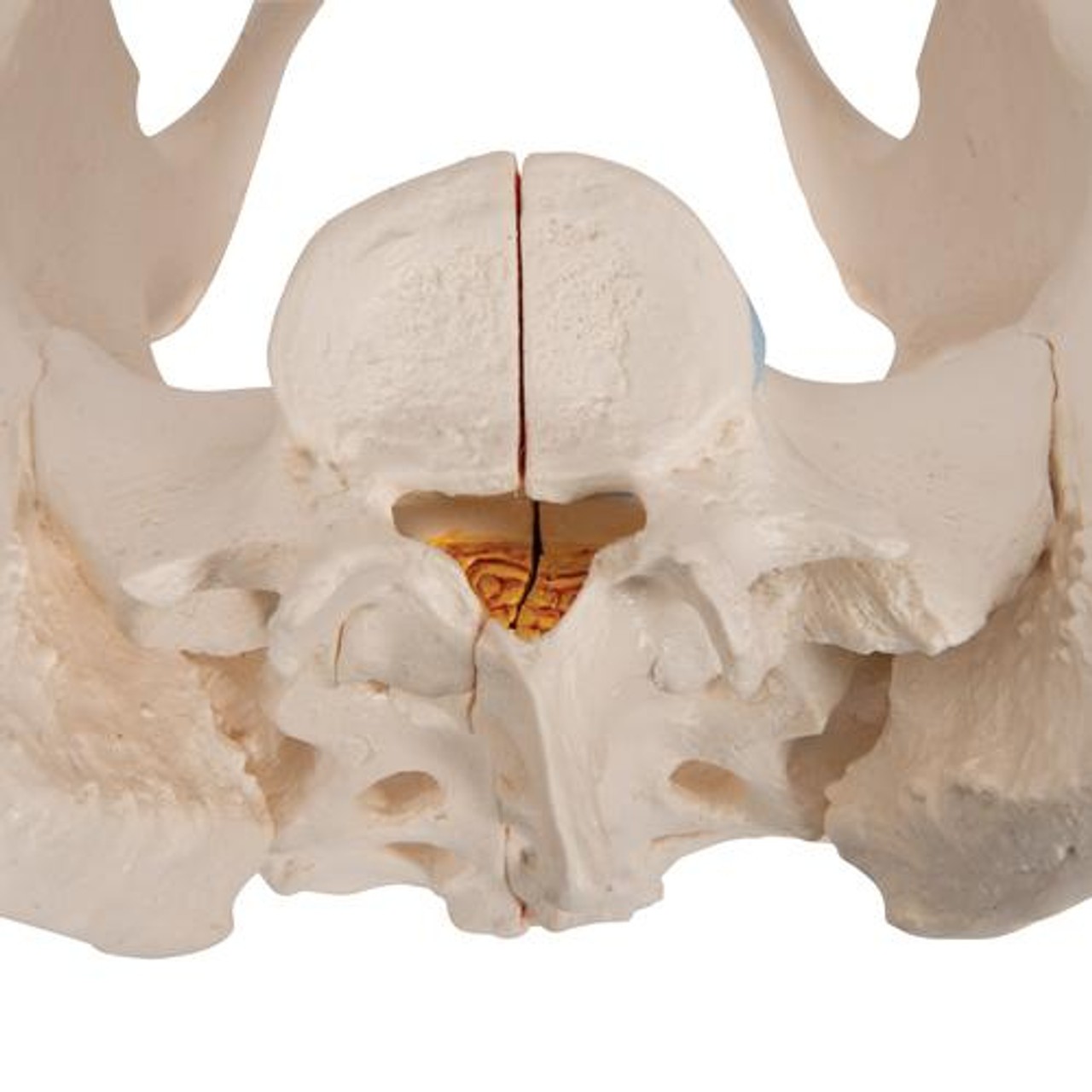 Life-Size Female Pelvis Anatomy Model 3 Parts