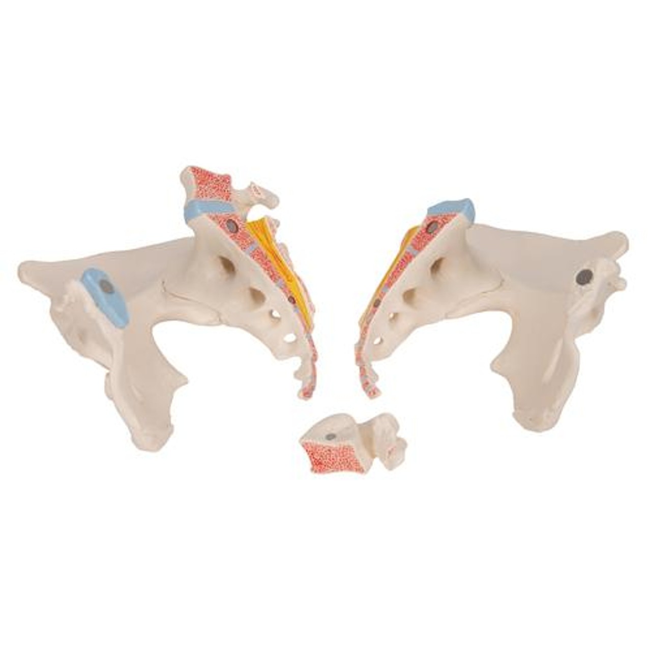 Life-Size Female Pelvis Anatomy Model 3 Parts