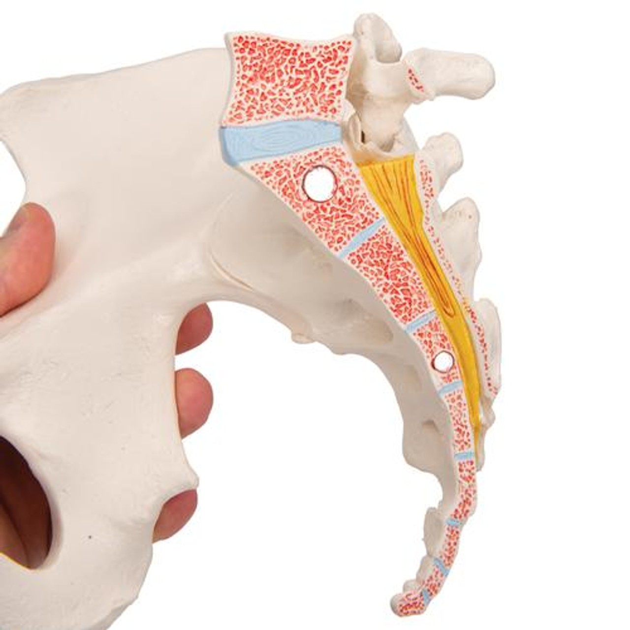 Life-Size Female Pelvis Anatomy Model 3 Parts