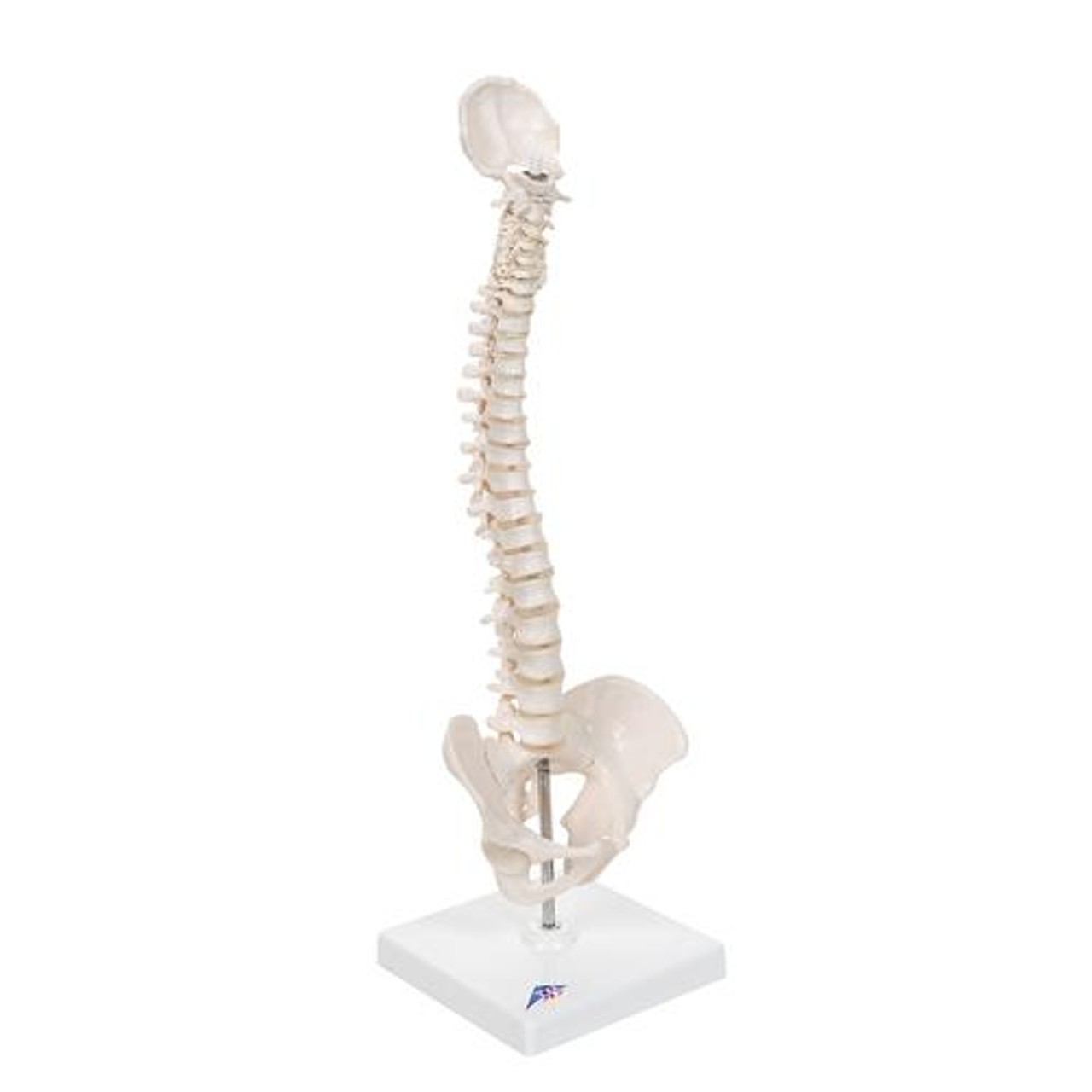 Mini Flexible Vertebral Column Anatomy Model Mounted On Base - Right Side View