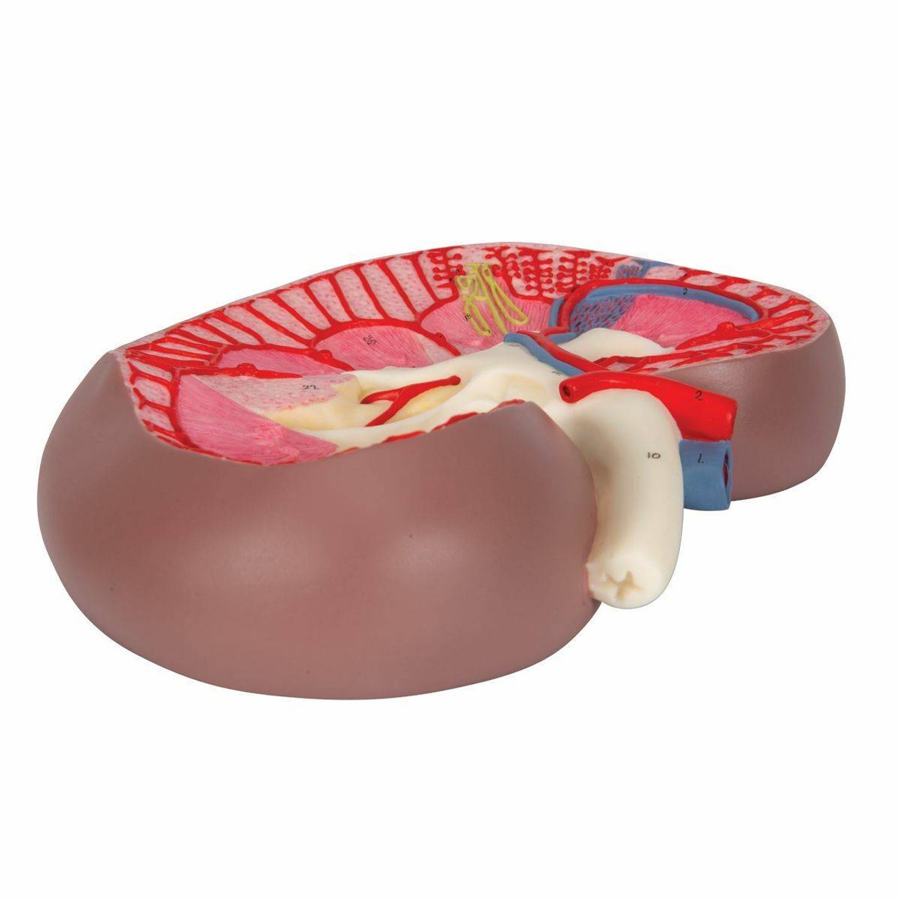 Kidney Section Anatomy Model 3 Times