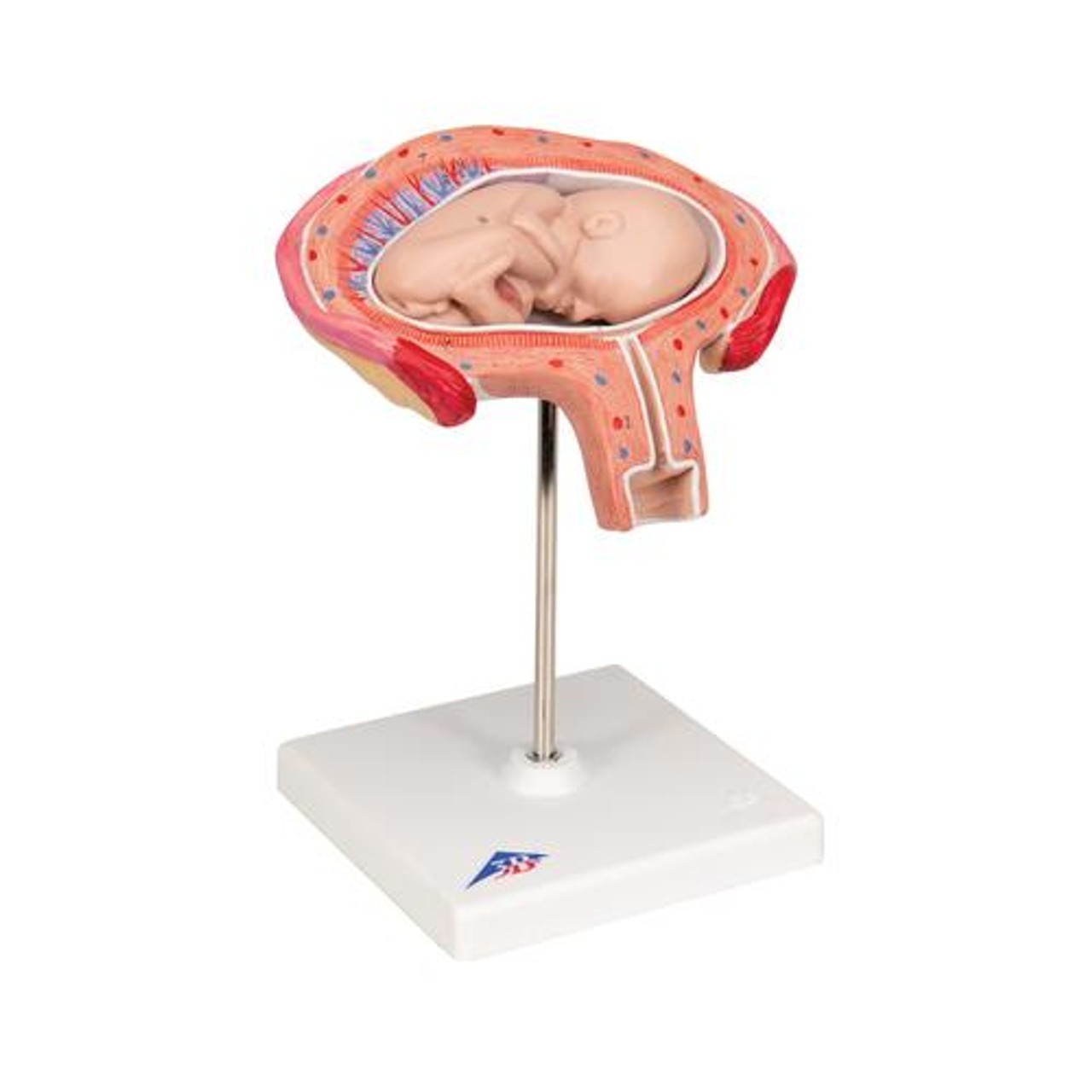 4th Month Fetus Anatomy Model - Right Side View
