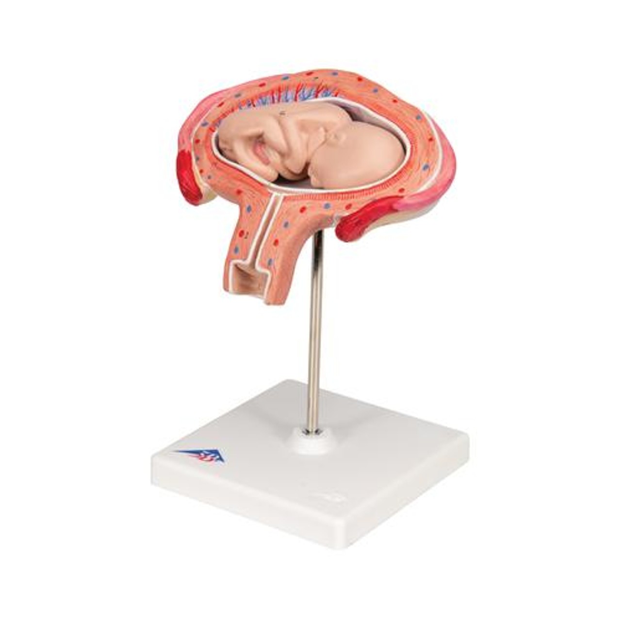 4th Month Fetus Anatomy Model - Left Side View