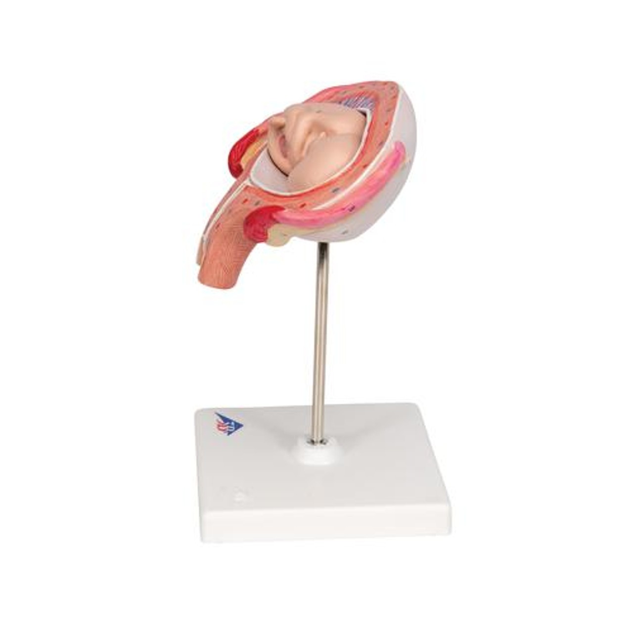 4th Month Fetus Anatomy Model - Left Side View