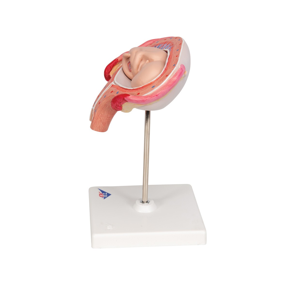4th Month Fetus Anatomy Model