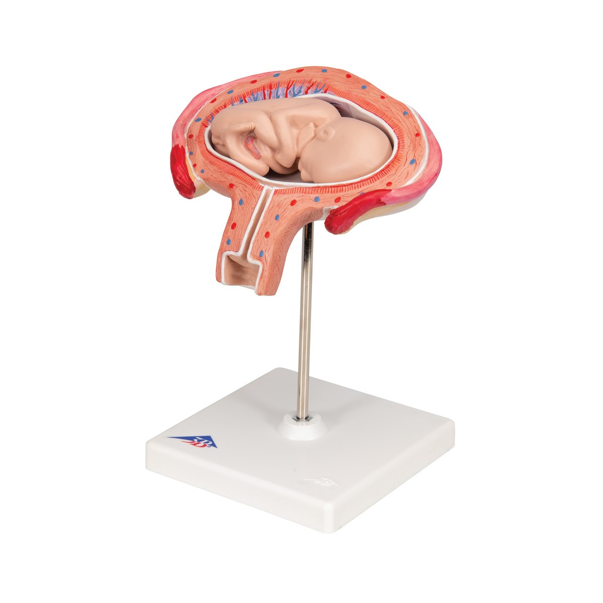 4th Month Fetus Anatomy Model