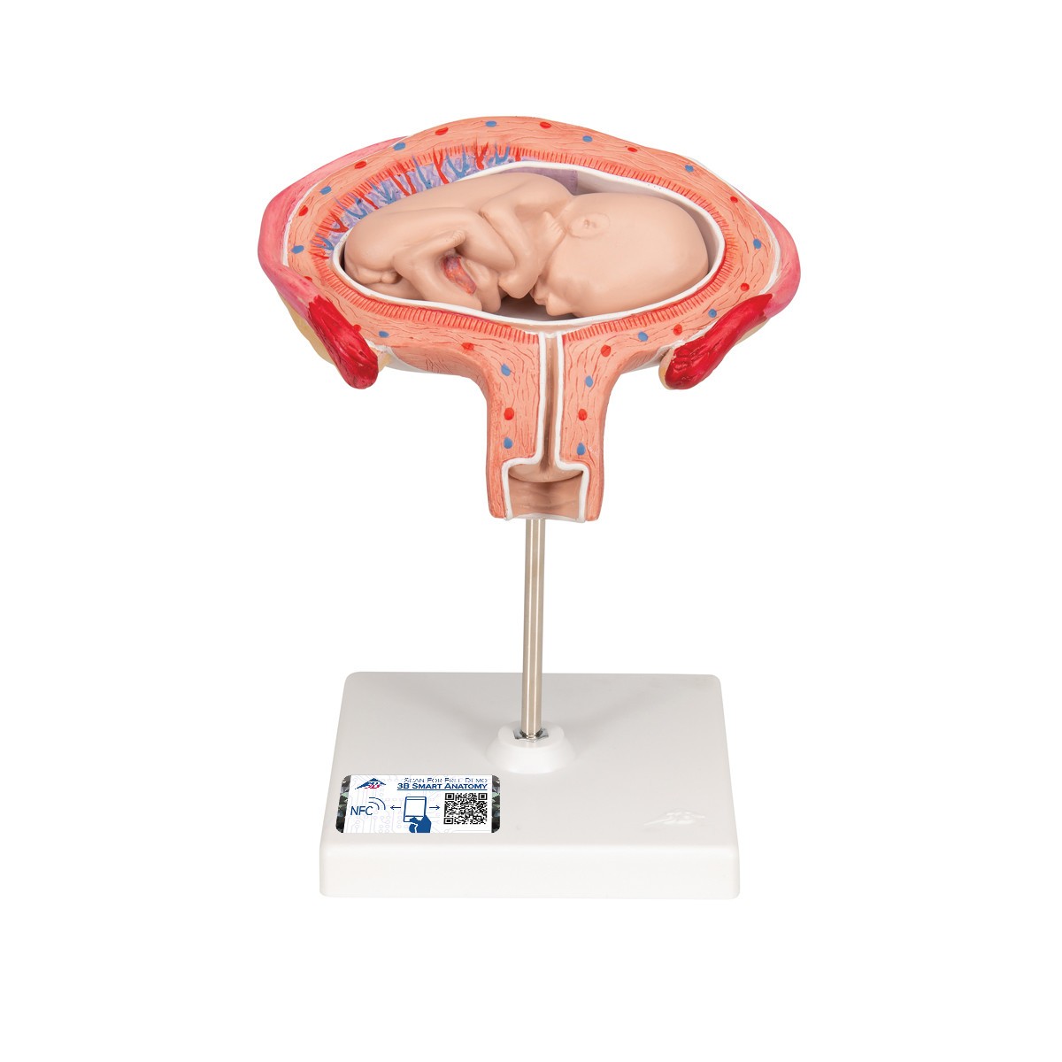 4th Month Fetus Anatomy Model