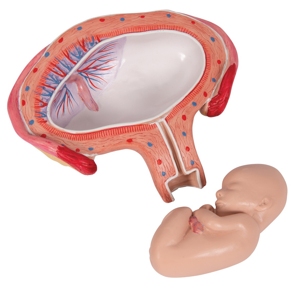 4th Month Fetus Anatomy Model