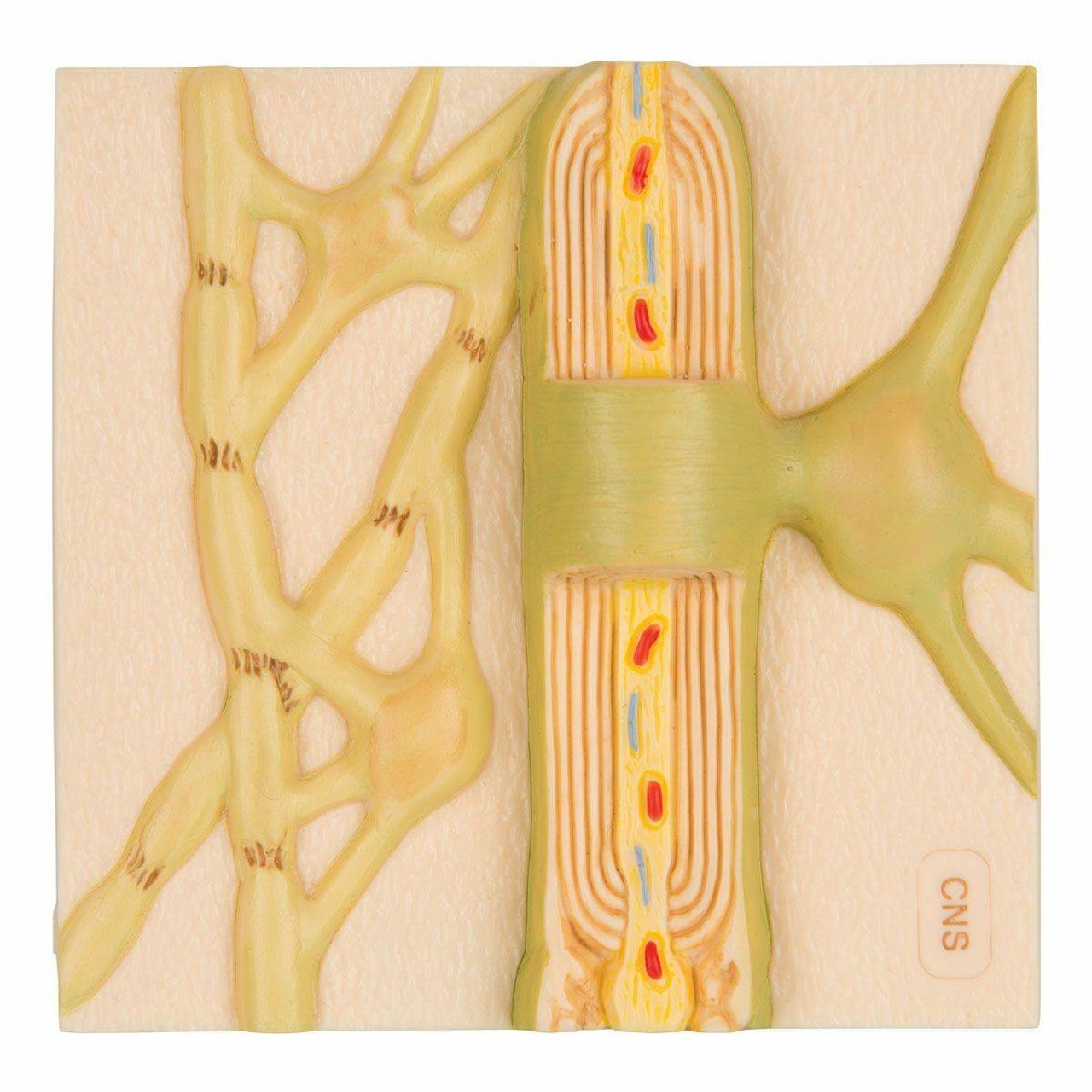 Myelein Sheaths Anatomy Model