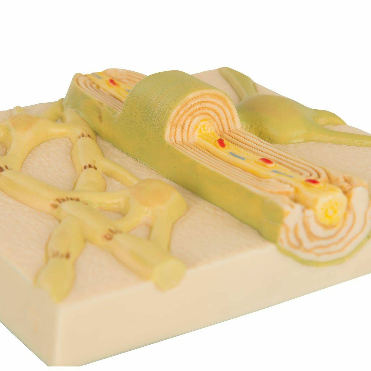 Myelein Sheaths Anatomy Model