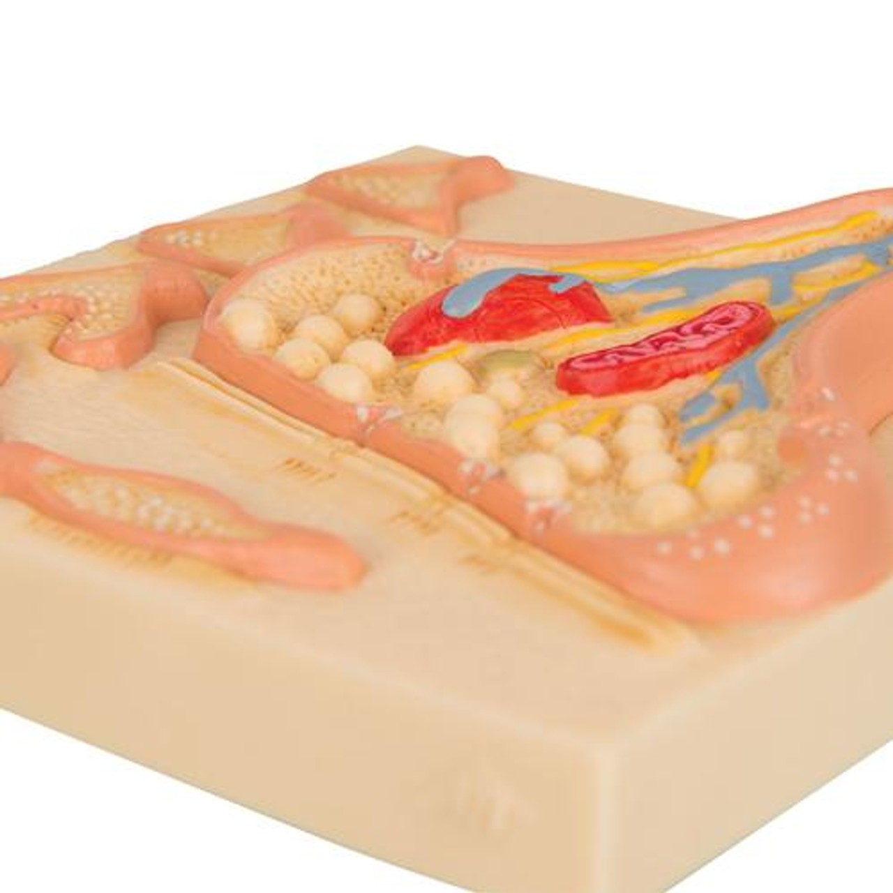 Synapse Anatomy Model