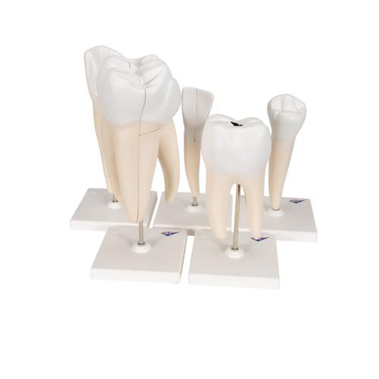 Classic Tooth Anatomy Model Series