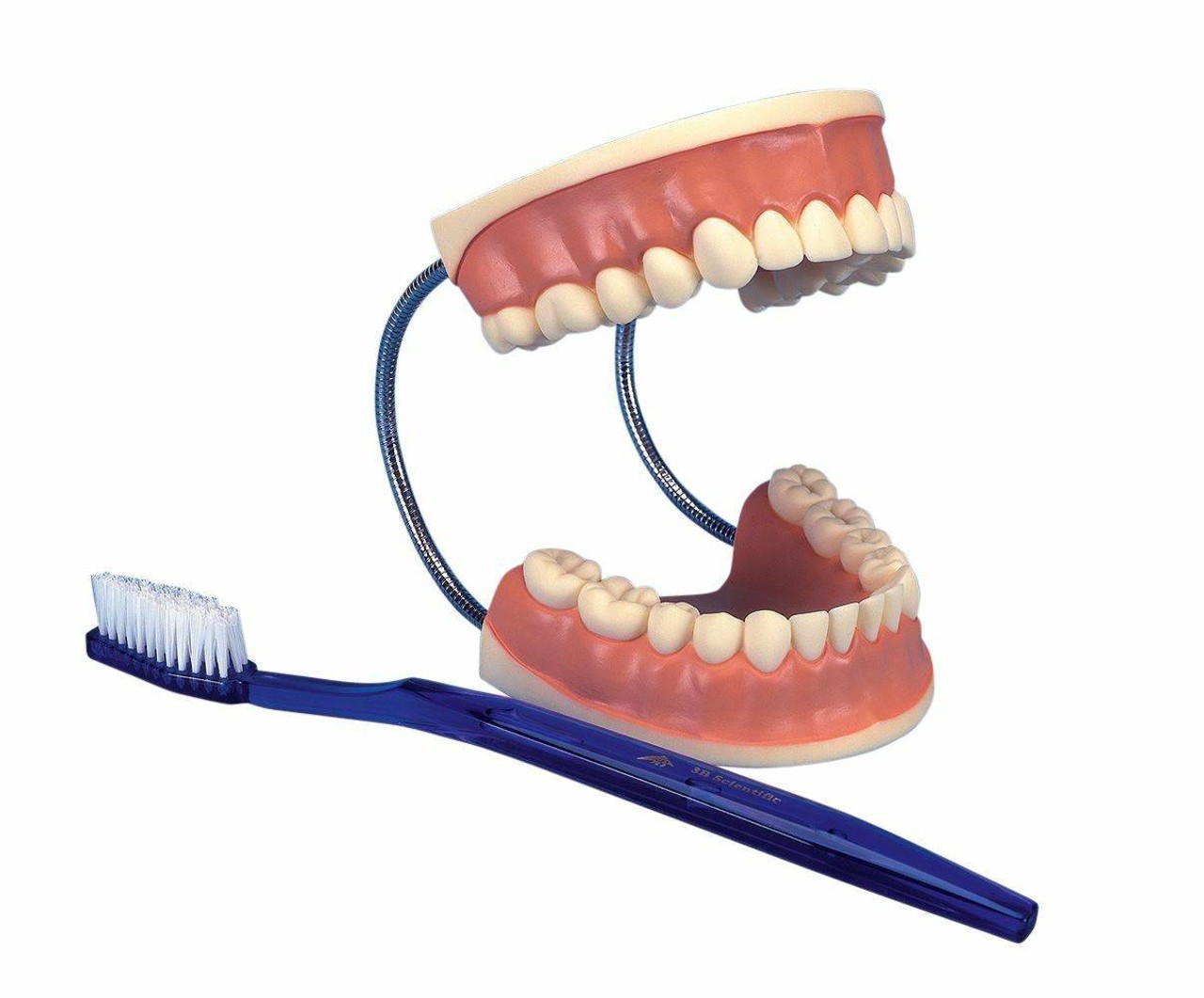 Giant Dental Care Anatomy Model