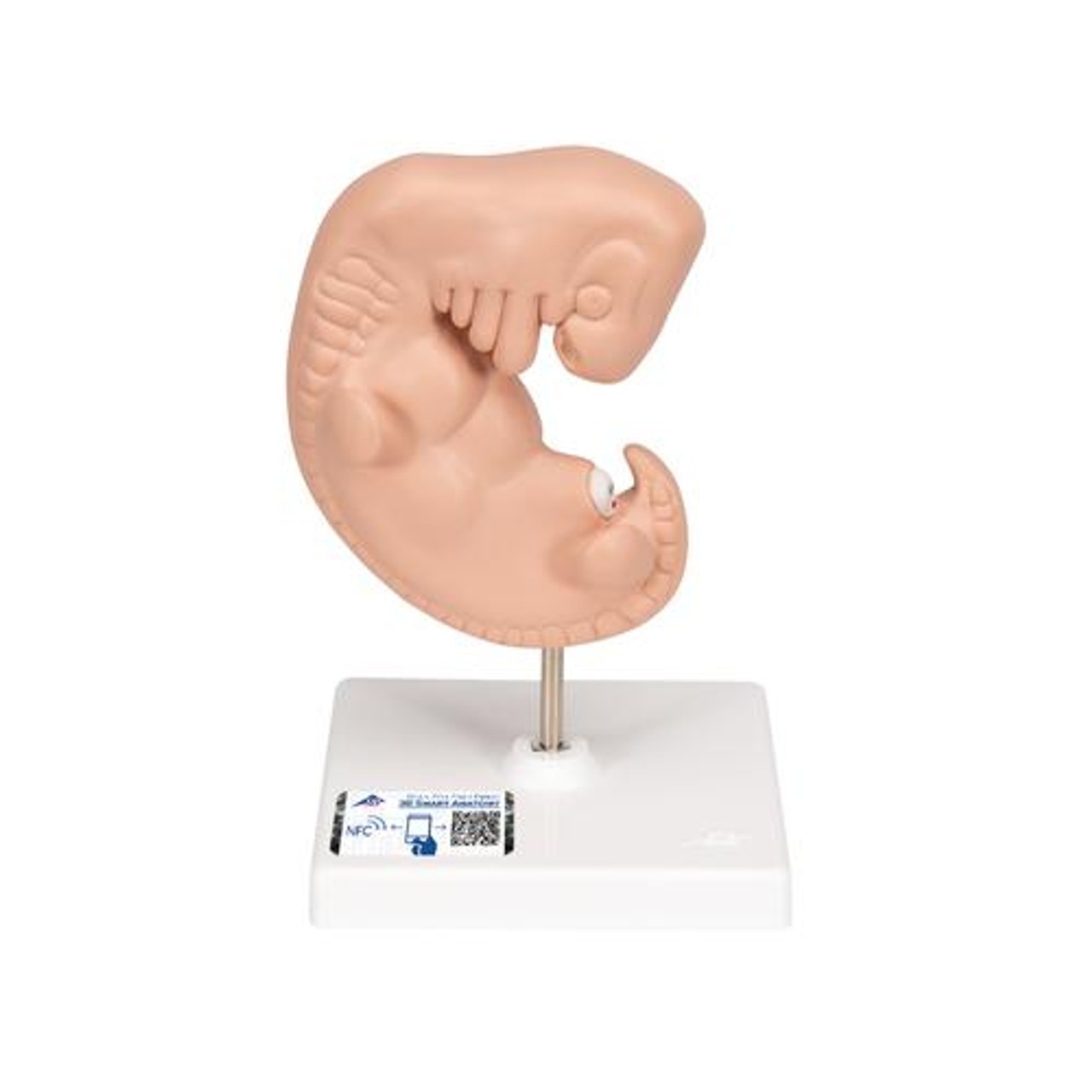 25 Times Life-Size Embryo Anatomy Model