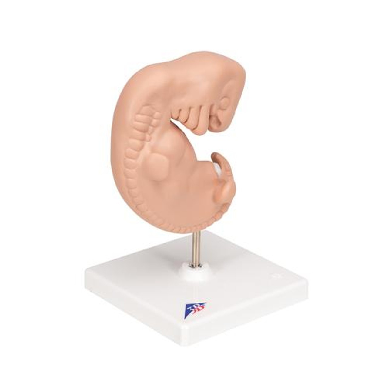 25 Times Life-Size Embryo Anatomy Model
