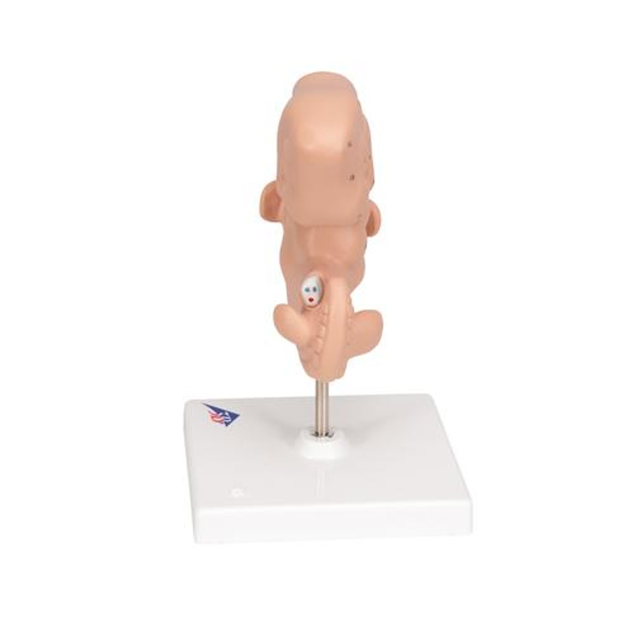 25 Times Life-Size Embryo Anatomy Model