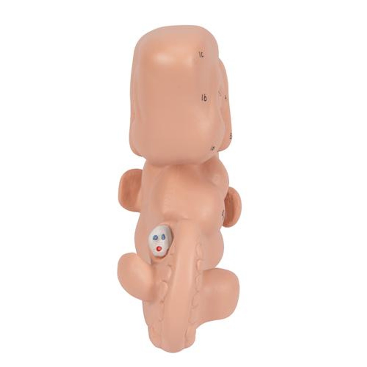 25 Times Life-Size Embryo Anatomy Model