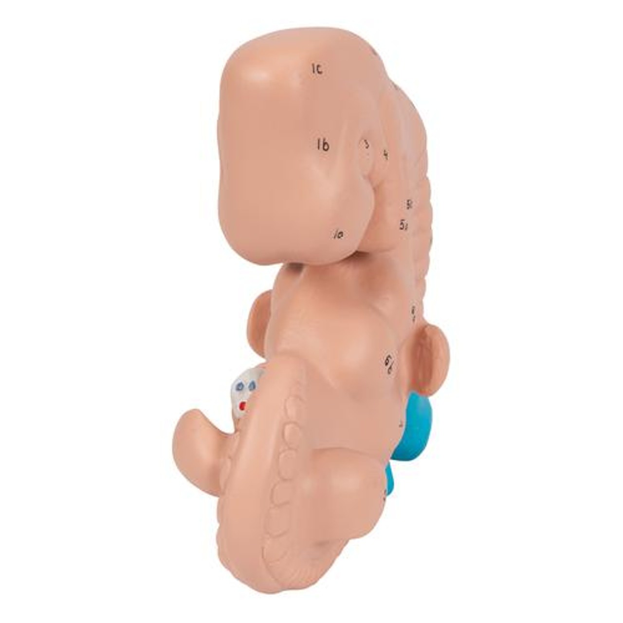 25 Times Life-Size Embryo Anatomy Model