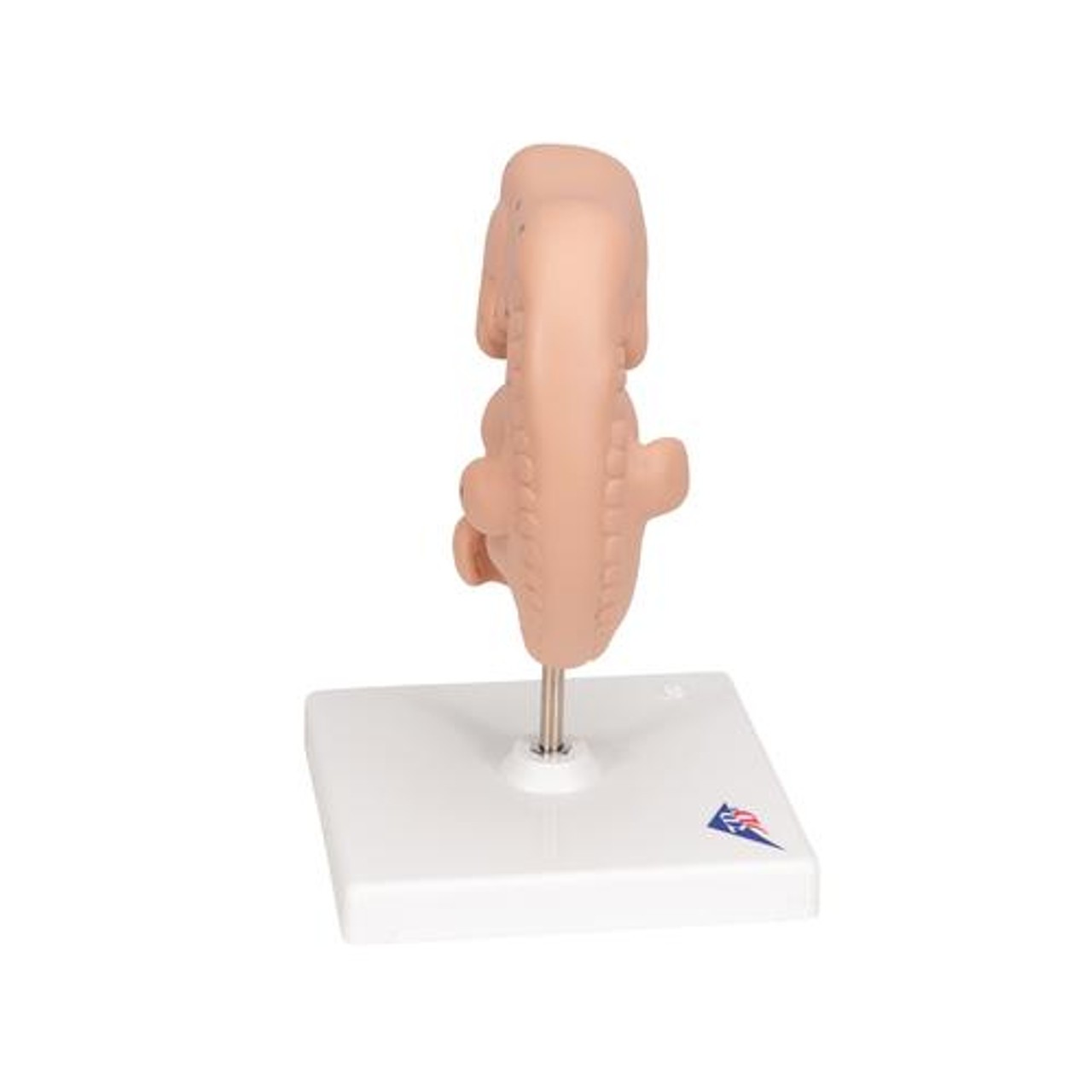 25 Times Life-Size Embryo Anatomy Model
