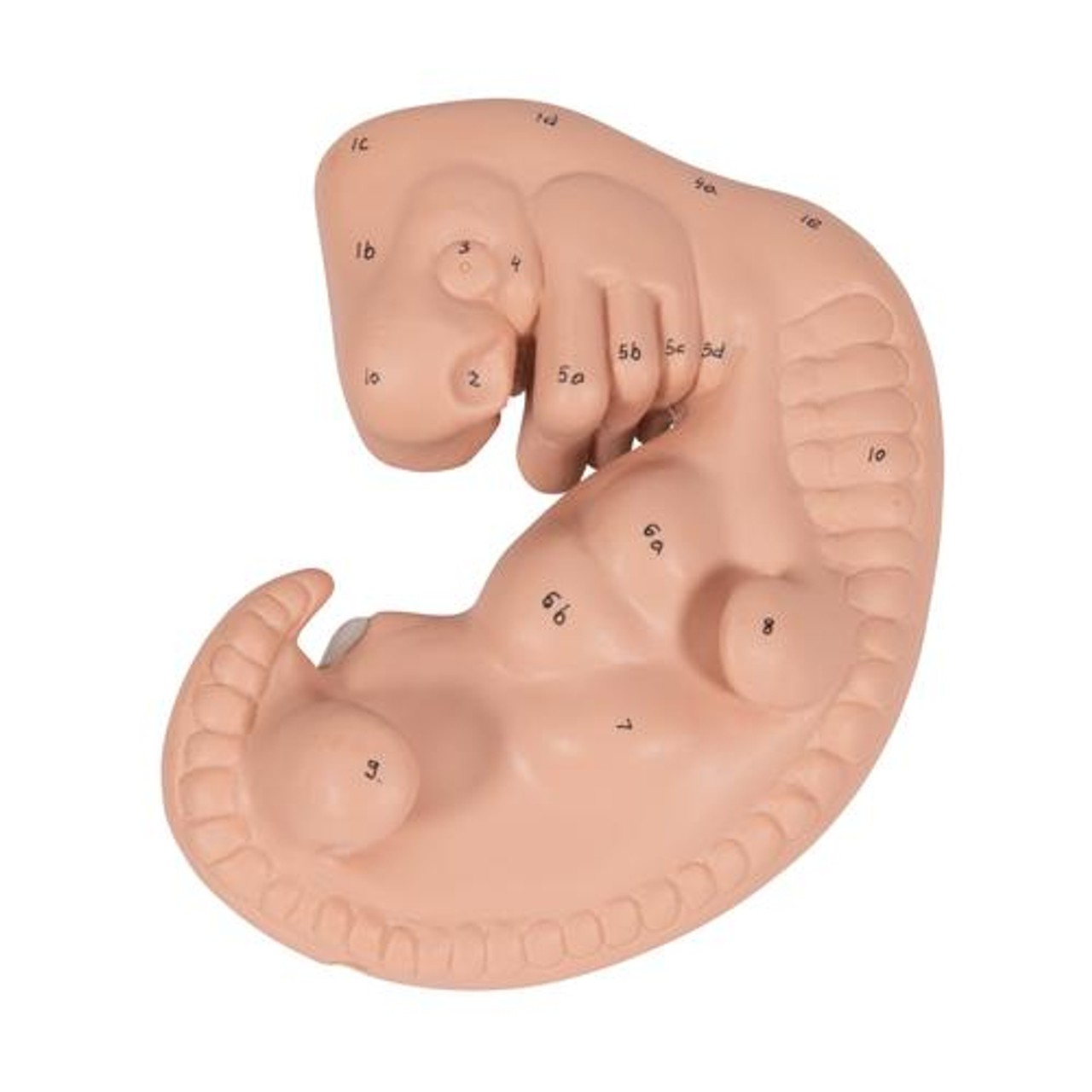 25 Times Life-Size Embryo Anatomy Model