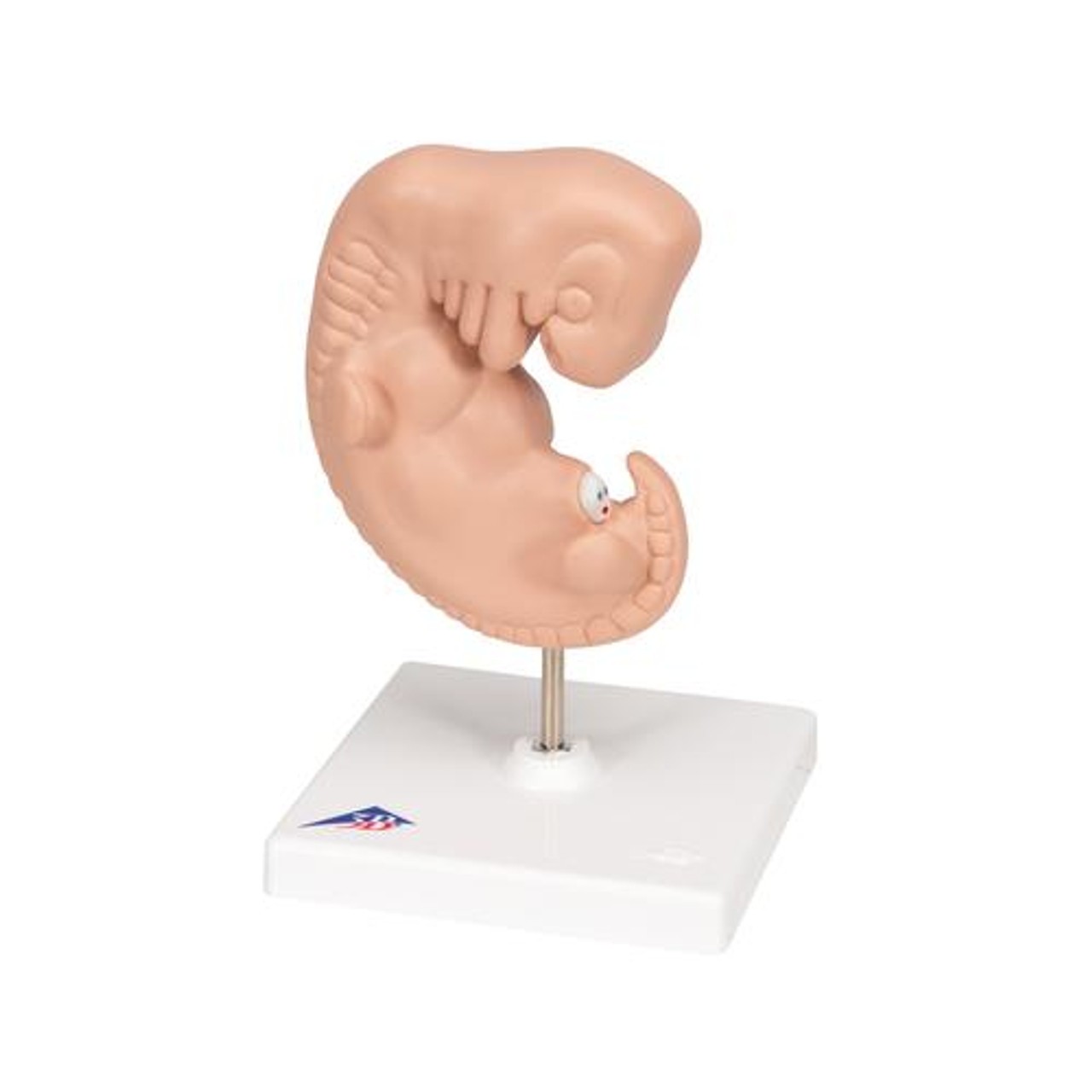 25 Times Life-Size Embryo Anatomy Model
