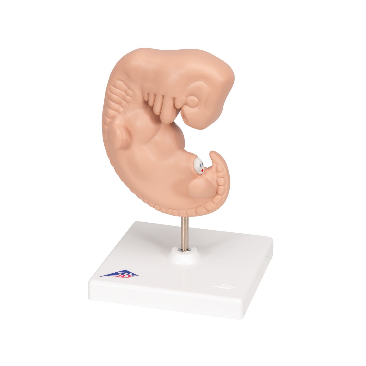 25 Times Life-Size Embryo Anatomy Model